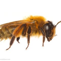 MYN Andrena nigroaenea 